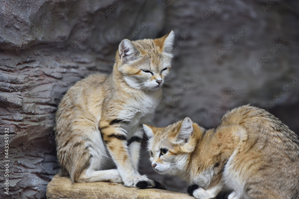 Sand cat in a zoo