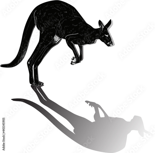 black kangaroo with shadow isolated on white