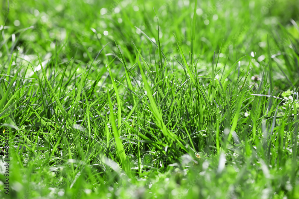 Fresh green grass on lawn, closeup Fresh green grass on lawn, closeup