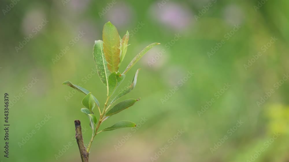 Small willow tree with leaves blowing in the wind in slow motion with lots of greenery Small willow tree with leaves blowing in the wind in slow motion with lots of greenery