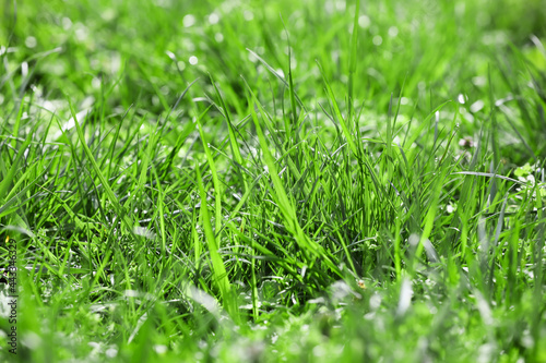 Fresh green grass on lawn, closeup