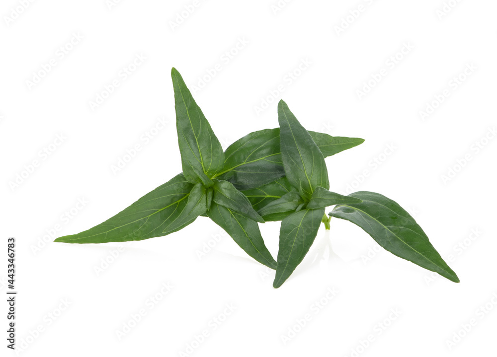 Obraz premium Andrographis paniculata isolated on white background