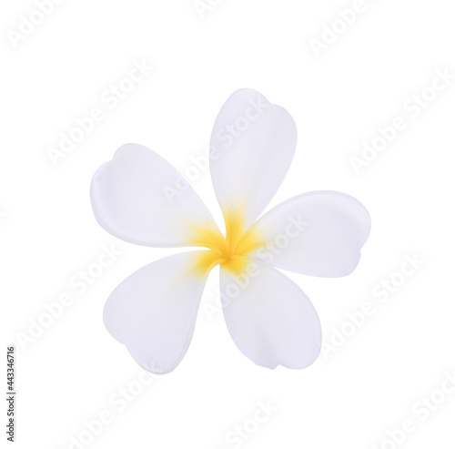 frangipani flowers isolated on white background