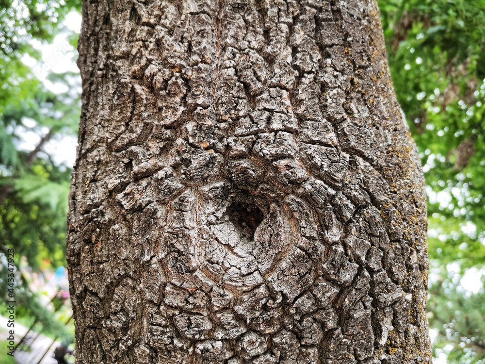 Obraz premium Tree body. Background tree trunk.