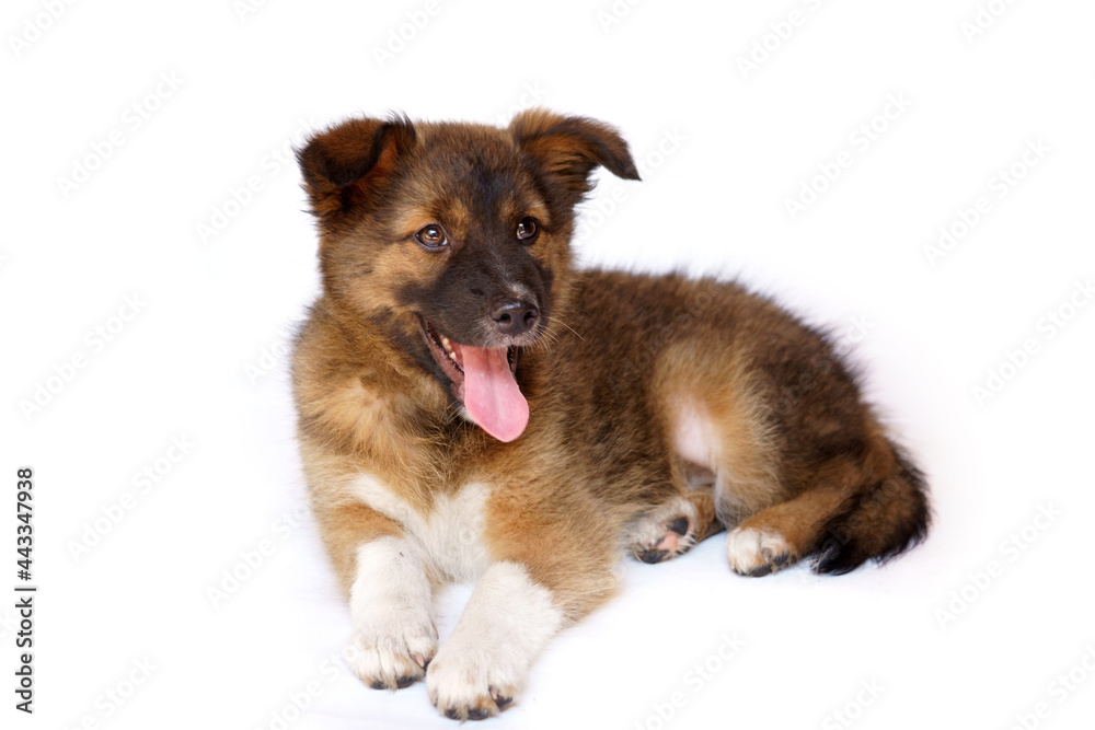 Dark brown puppy isolated on a white background