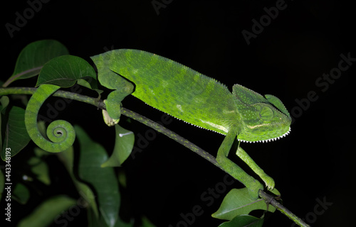 Green coloured Chameleon at Bhigwan, Maharashtra, India