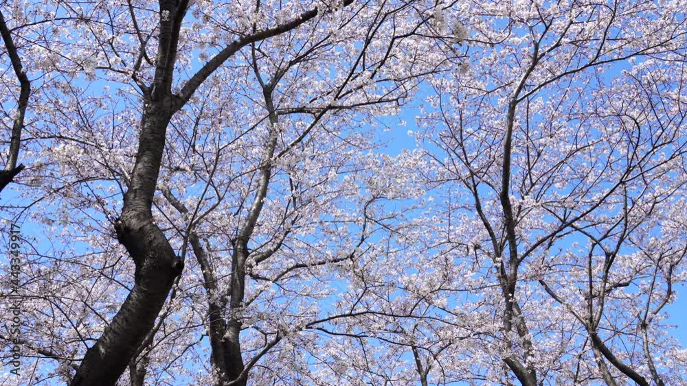 桜　ソメイヨシノ　満開