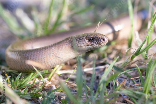 An Anguis fragilis repelling through a forest clearing