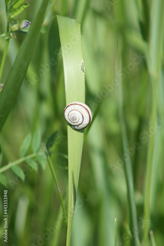 Small snail on green grass closeup view of it
