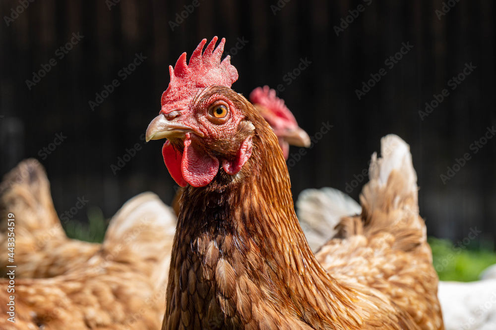 chicken on the farm, portait of a chicken head