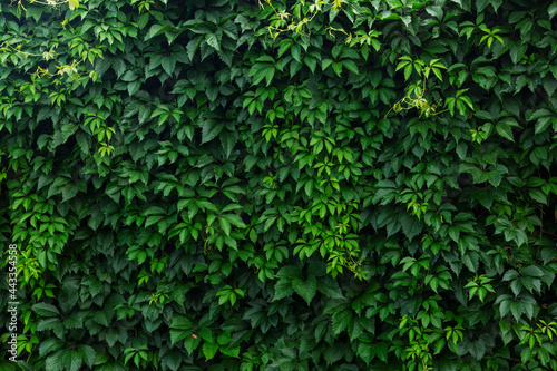A dense hedge of green vine leaves. Space for text. Background.