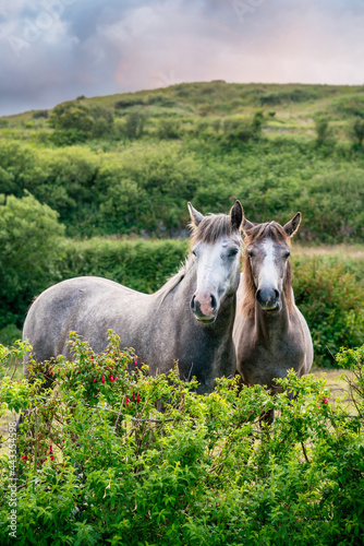 Two pony connemara horses