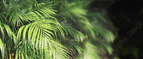 Horizontal banner with palm leaves on black blurred nature background