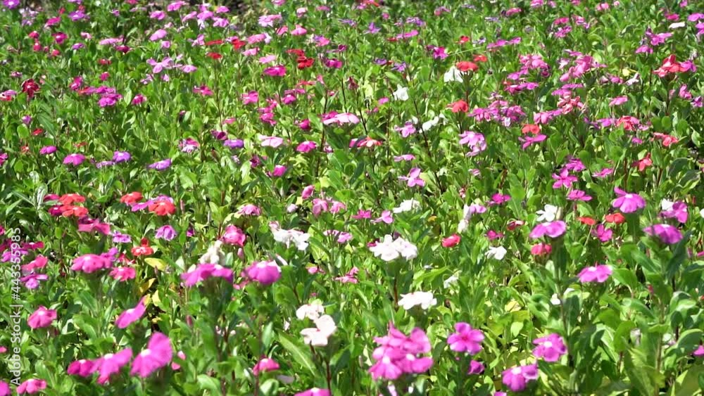 video slow motion of Garden with colorful flowers.flower garden background. video slow motion of Garden with colorful flowers.flower garden background.