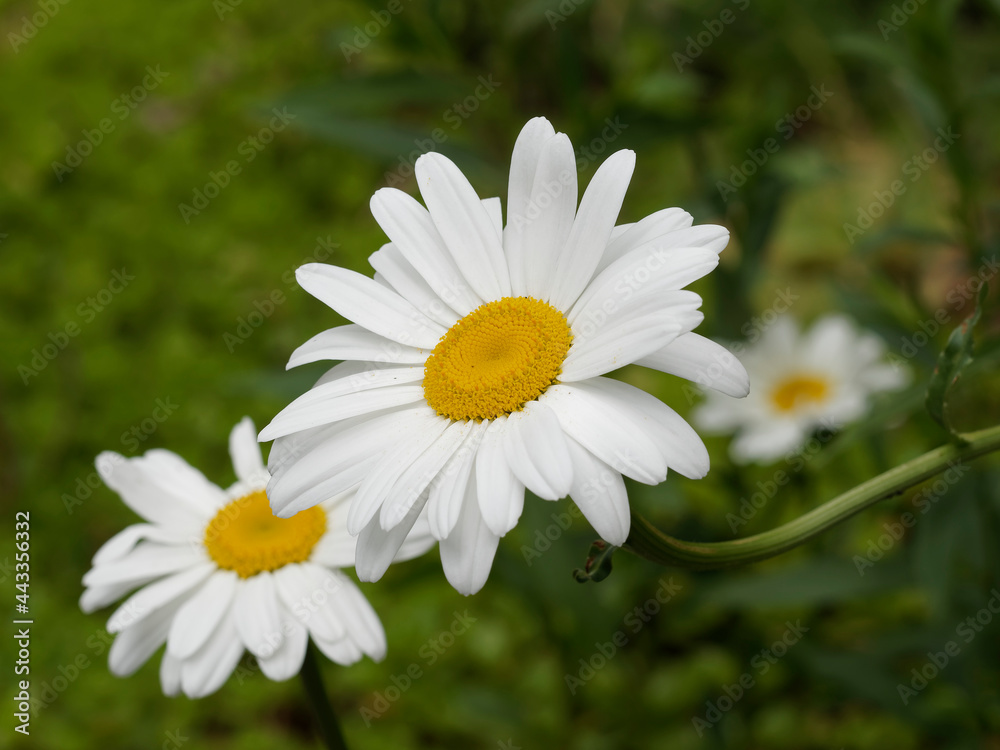 Fototapeta premium Max chrysanthemum or great white daisy (Leucanthemum maximum)