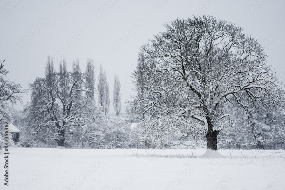 Fototapeta premium Trees in a snow-covered meadow just after a snowstorm in Surrey, UK