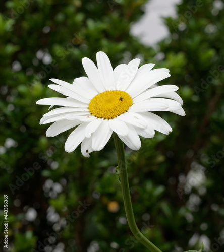 Max chrysanthemum or great white daisy (Leucanthemum maximum) photo
