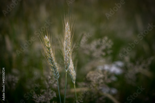 Getreidefeld mit Weizen in Bayern photo