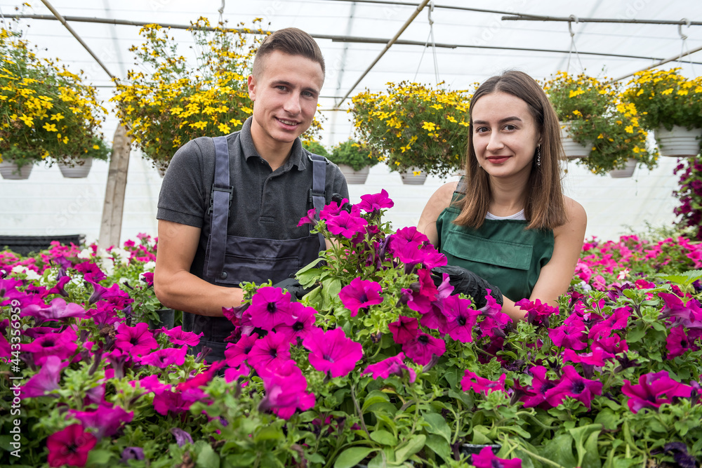 two happy gardeners in aprons work with flowers plants in the nature greenhouse garden