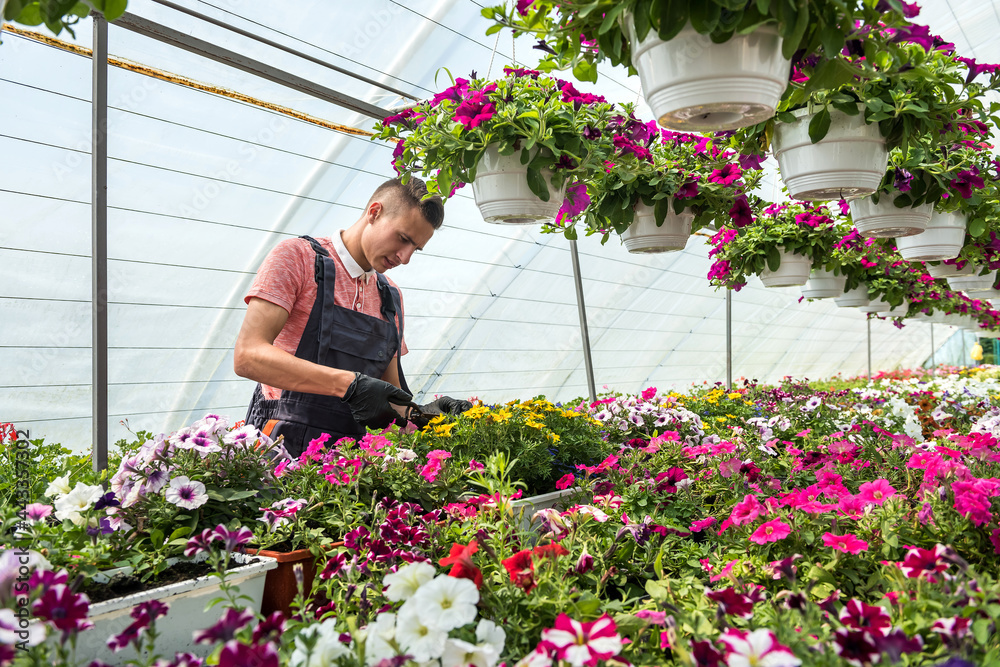man working in sunny orangery full of flowers check the condition of plants in industrial greenhouse man working in sunny orangery full of flowers check the condition of plants in industrial greenhouse