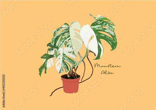 Vector Illustration of Monstera Deliciosa, Swiss Cheese Plant