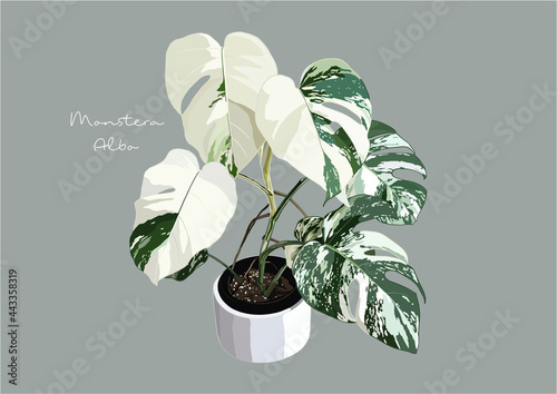 Vector Illustration of Monstera Deliciosa, Swiss Cheese Plant