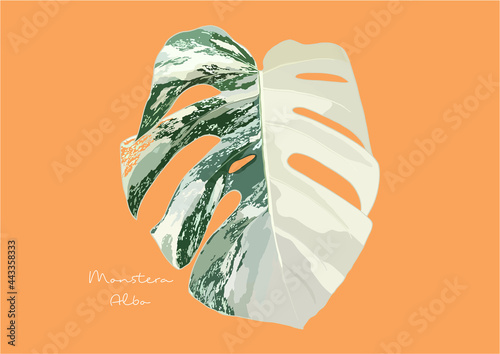 Vector Illustration of Monstera Deliciosa, Swiss Cheese Plant