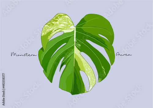 Vector Illustration of Monstera Deliciosa, Swiss Cheese Plant