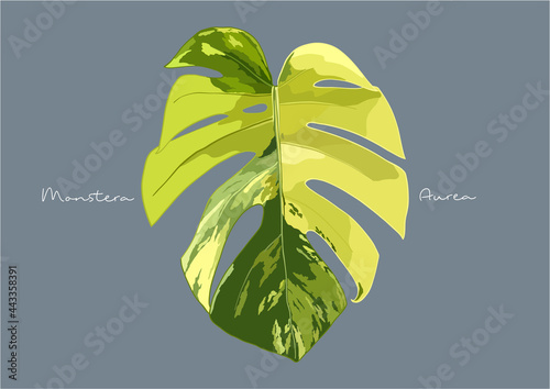 Vector Illustration of Monstera Deliciosa, Swiss Cheese Plant