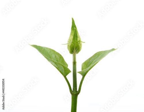 Gymnema sylvestre leaf isolated on white background photo