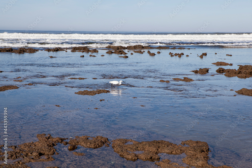 An egret hunting for fish in the shallow pools at Witsand, South Africa.