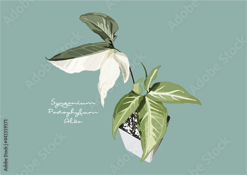Vector Illustration of Syngonium Podophyllum Albo Variegated