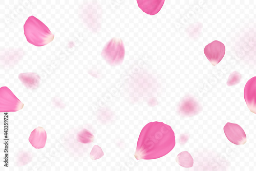 Pink flower petals are falling. Isolated on transparent background.
