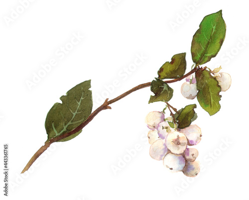Branch of snowberry - stem, leaves, berries. Watercolor illustration