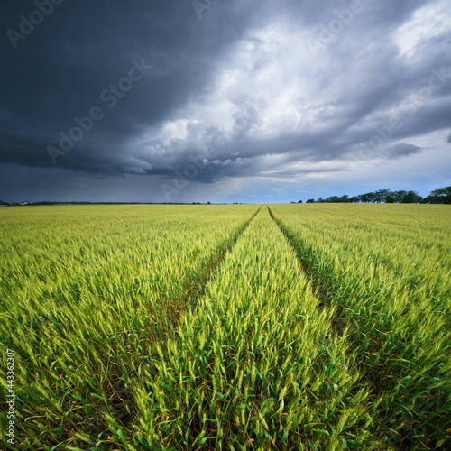 Meadow of wheat harvest and rainy clouds