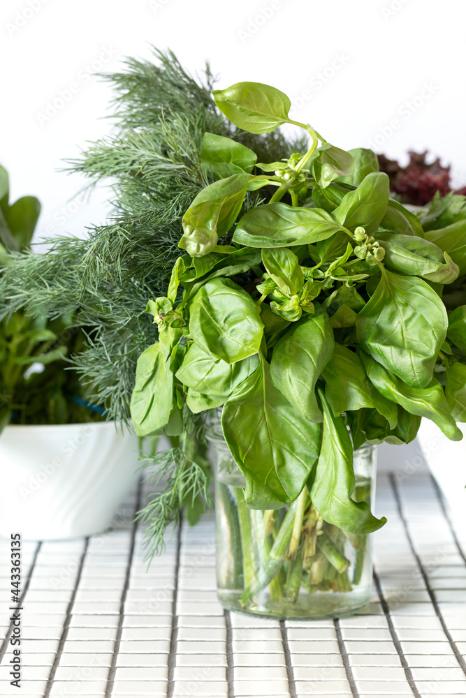 Fresh organic aromatic basil and dill herbs in glass on the kitchen table close up macro Fresh organic aromatic basil and dill herbs in glass on the kitchen table close up macro