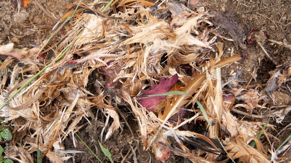 Dead chicken in a landfill. Animal burial ground. Disposal of biological hazardous waste Dead chicken in a landfill. Animal burial ground. Disposal of biological hazardous waste