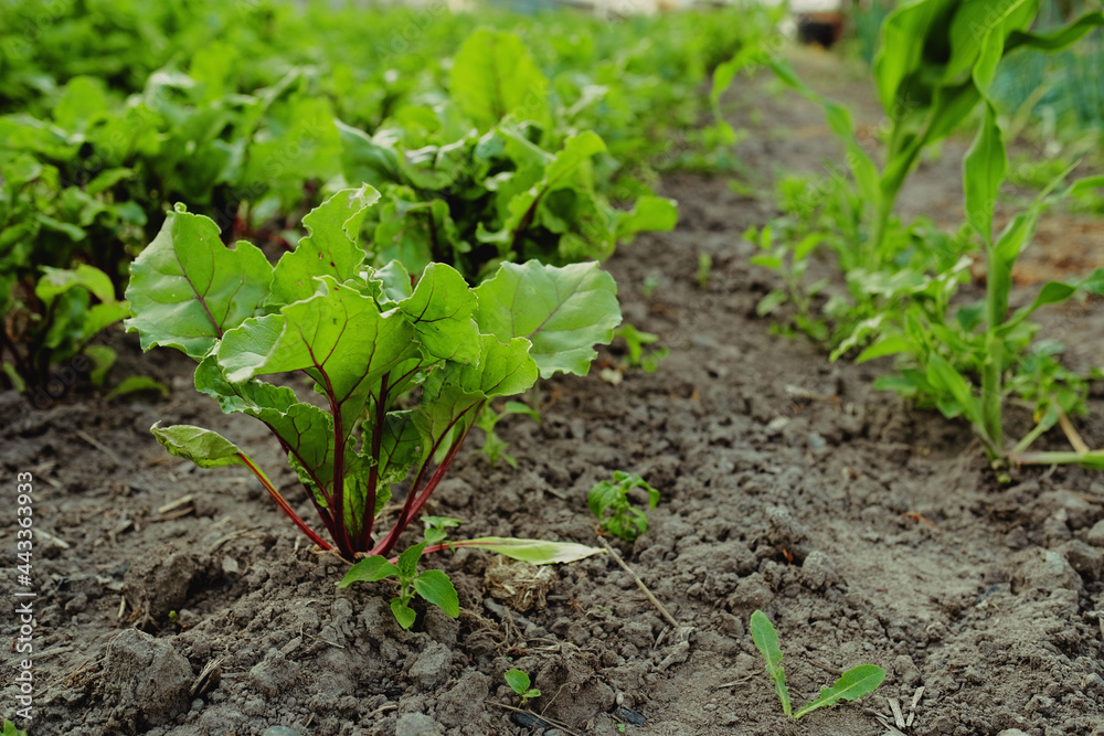 the beet plant grows on a bed in the garden. growing root crops and vegetables in the field the beet plant grows on a bed in the garden. growing root crops and vegetables in the field