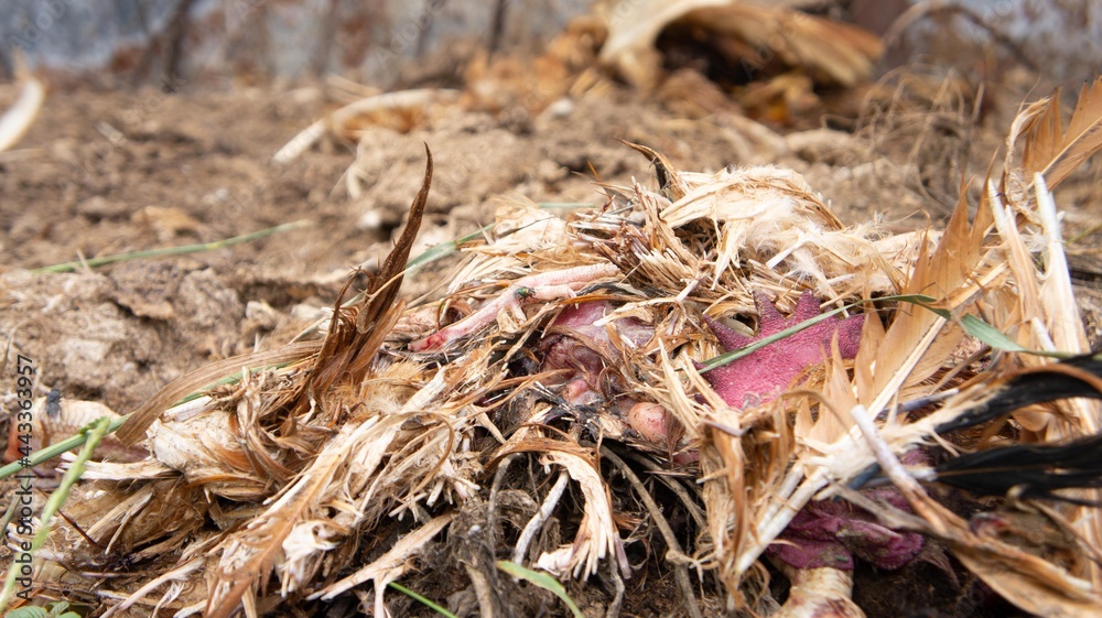 Dead chicken in a landfill. Animal burial ground. Disposal of biological hazardous waste Dead chicken in a landfill. Animal burial ground. Disposal of biological hazardous waste