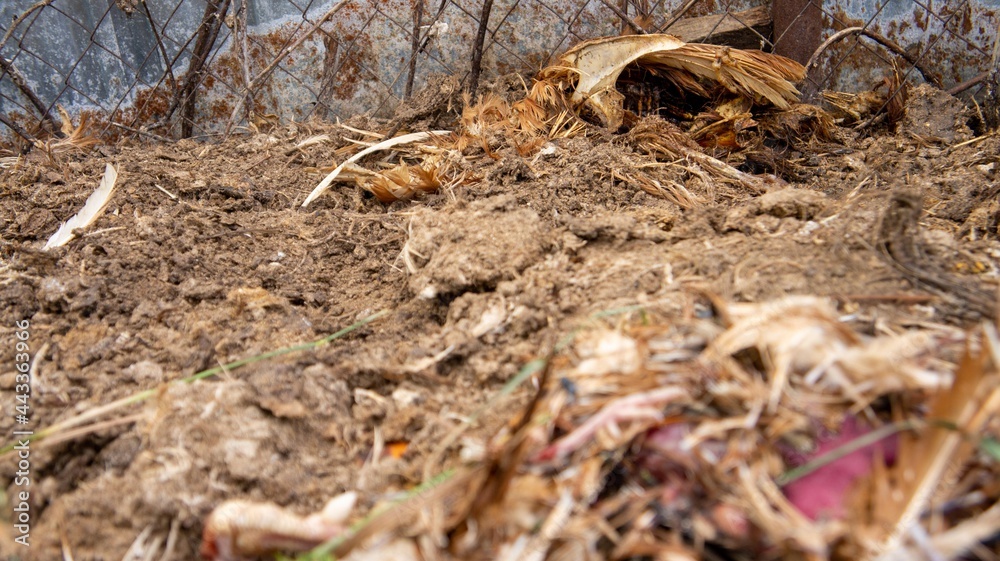 Dead chicken in a landfill. Animal burial ground. Disposal of biological hazardous waste