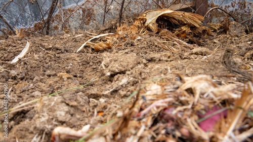 Dead chicken in a landfill. Animal burial ground. Disposal of biological hazardous waste © Anna Martynova