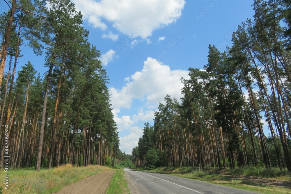 Beautiful landscape of road in the forest