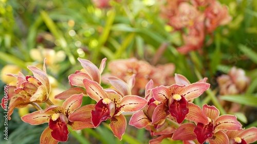 Εκτύπωση καμβά Orchid flower blossom in green leaves