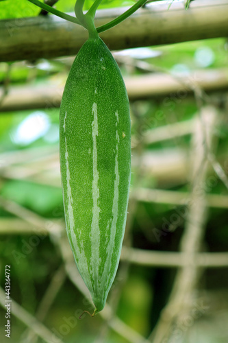 Snake Gourd HD image with plant