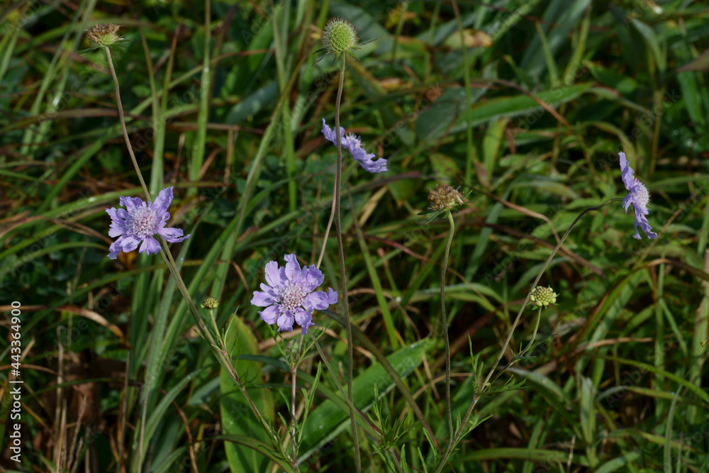 山地に咲く紫色のマツムシソウの花