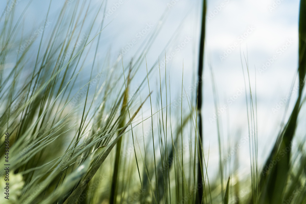 a field of rye, wheat and oats