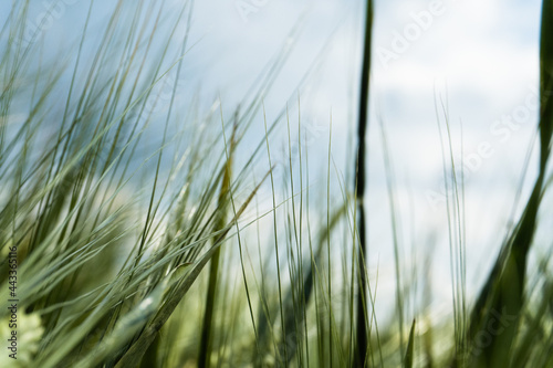 a field of rye  wheat and oats