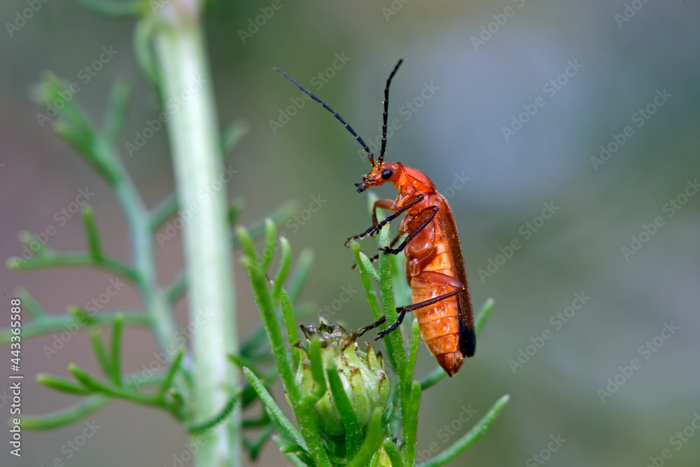 Variabler Weichkäfer // soldier beetle (Cantharis livida) Variabler Weichkäfer // soldier beetle (Cantharis livida)