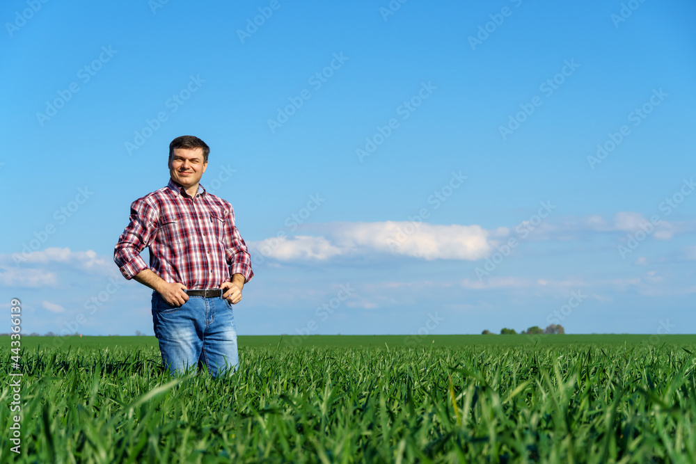 a man as a farmer poses in a field, dressed in a plaid shirt and jeans, checks and inspects young sprouts crops of wheat, barley or rye, or other cereals, a concept of agriculture and agronomy a man as a farmer poses in a field, dressed in a plaid shirt and jeans, checks and inspects young sprouts crops of wheat, barley or rye, or other cereals, a concept of agriculture and agronomy