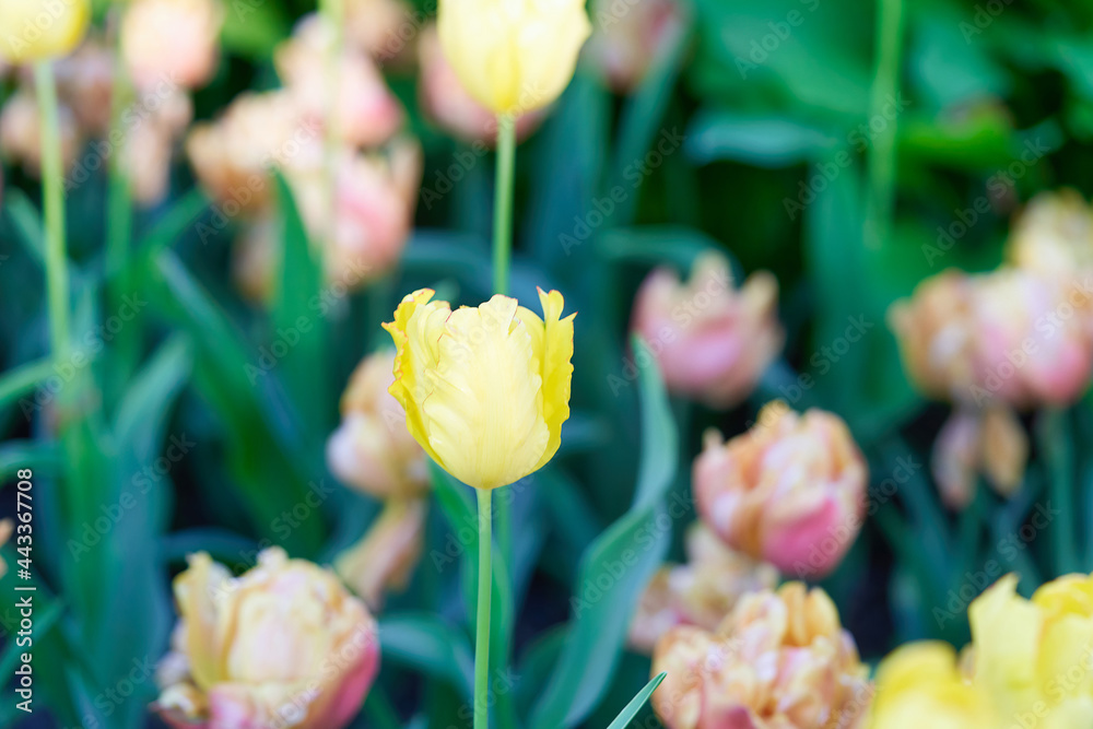 Fototapeta premium Bright flowers of tulips on a tulip field on a sunny morning